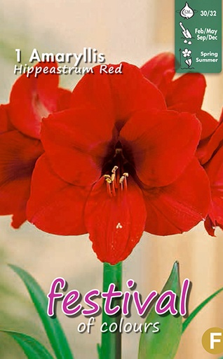 [09-202294] Amaryllis RED - 1 pc