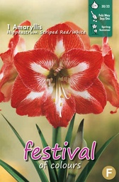 [09-202296] Amaryllis RED/WHITE - 1 st