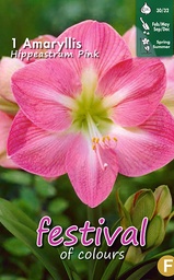 [09-202295] Amaryllis ROSE - 1 st