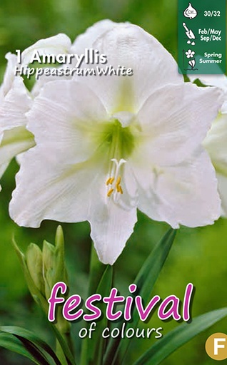 [09-202297] Amaryllis Wit - 1 st