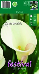 [09-202395] Calla of zantedeschia WIT - 1 st