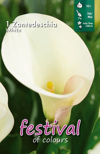 [09-202395] Calla ou zantedeschia BLANC - 1 pc