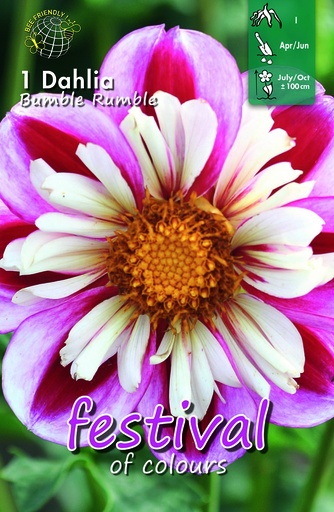 [09-202328] Dahlia anemone BUMBLE RUMBLE - 1 pc