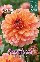 [09-202430] Dwergdahlia PEACHES & VANILLA - 1 st