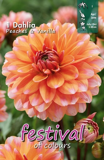 [09-202430] Dahlia nain PEACHES & VANILLA - 1 pc