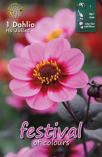 [09-202432] Dahlia Hs Juliet - 1 st
