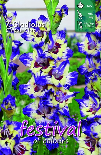 [09-202343] Glaieuls CIRCUS CLUB - 7 pc