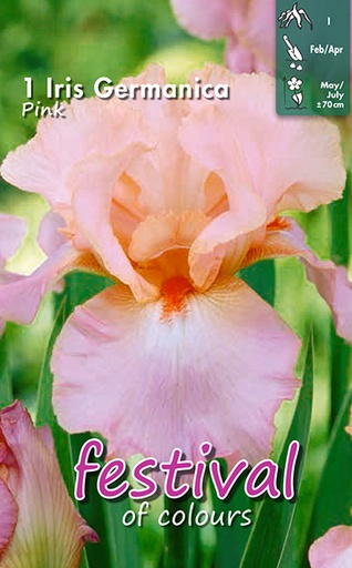 [09-200995] Iris Germanica Roze - 1 st