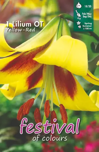 [09-202387] Lelies Yellow-Red Ot - 1 st