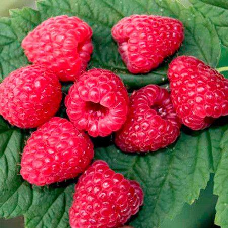 [08-004511] Framboises d'automne PRIMEBERRY SUGANA - 1 pc