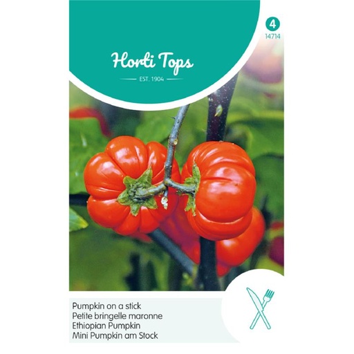 [02-014714] Solanum Aethiopicum - Pumpkin On A Stick - ca 15 z