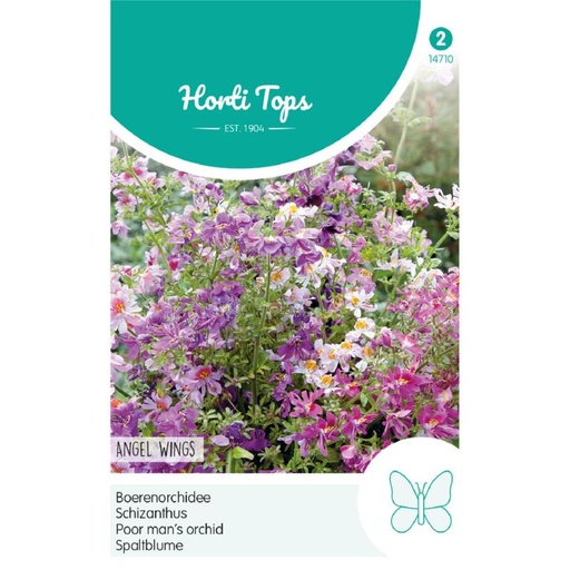 [02-014710] BOERENORCHIDEE - ANGEL WINGS - ca. 0.5 gr