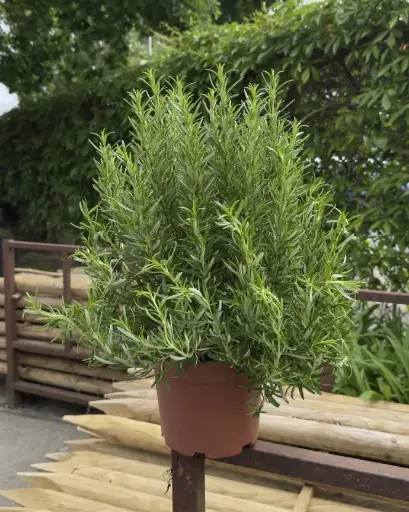 [423230] ROZEMARIJN 13 CM POT