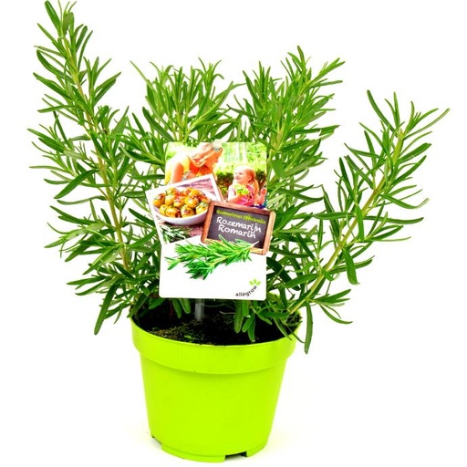 ROZEMARIJN 14 CM POT
