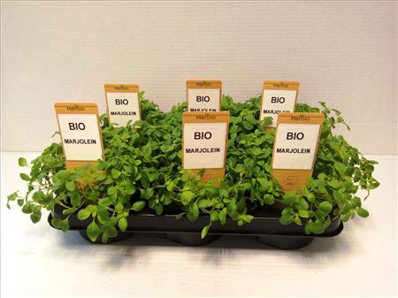 [PLX-0072] Marjolein Bio - 12 cm pot