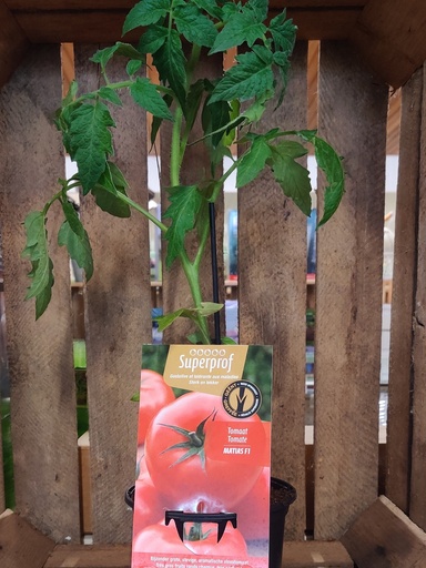 [MR-7560] Tomaat geënt Matias F1 - 1 Plantje