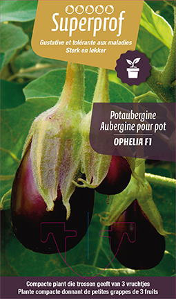 [MR-7101] Potaubergine Ophelia F1 - 1 plantje