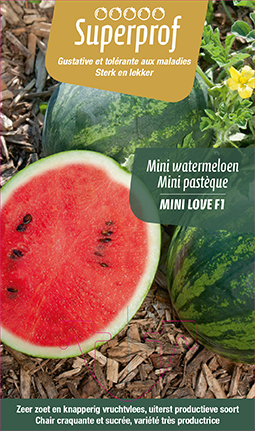[MR-7151] Mini watermeloen Mini Love F1 - 1 plantje