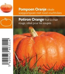POMPOEN ORANGE - plant
