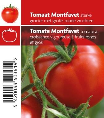 [MR-3710] TOMAAT MONTFAVET - plant
