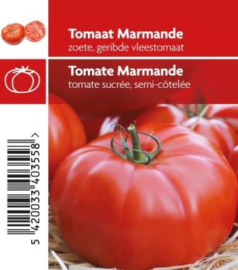 [MR-3700] Tomaat Marmande - 1 plantje