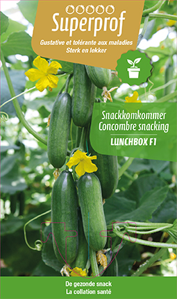 [MR-7142] Snackkomkommer 'Lunchbox' - 1 plantje