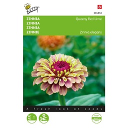 [02-004858] Zinnia - Queen Red Lime - ca 25 z