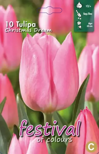 [09-200022] Tulipa Christmas Dream 12/+ (10st)