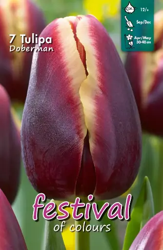 [09-202448] Tulips Doberman (12/+) - 7 st