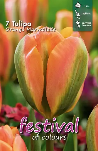 [09-202403] Tulips Orange Marmalade (12/+) - 7 st