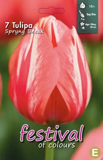 [09-201878] Tulips Spryng Break (12/+) - 7 st