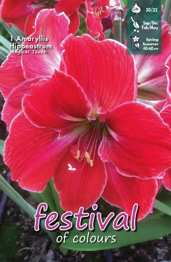 [09-202193] Amaryllis Magical Touch - 1 st (30/32)