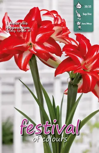 [09-201037] Amaryllis Splash 30/32 - 1 st
