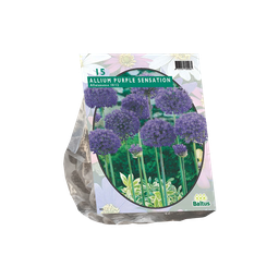 [09-300010] Allium Aflatunense Purple Sensation per 15