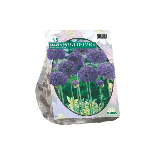 [09-300010] Allium Aflatunense Purple Sensation - 15 st