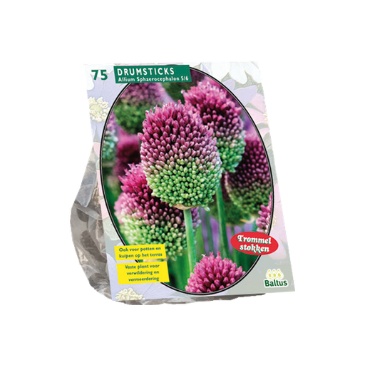 [09-300165] Allium Sphaerocephalon per 75
