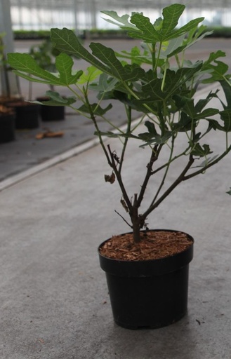 [08-009005] Ficus Carica - OSBORN'S PROLIFIC