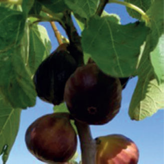 [08-009007] Ficus Carica - ROUGE DE JULLIET