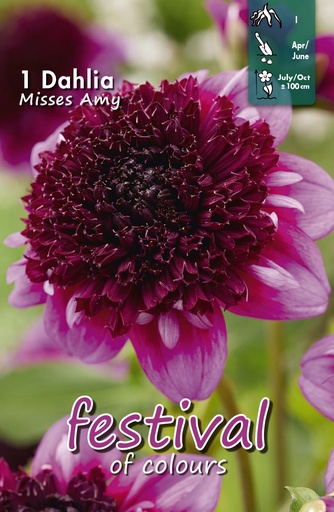[09-202476] Anemone - Misses Amy - 1st