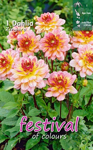 [09-200309] Dahlia Zingaro - 1st