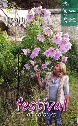 [09-200439] Dahlia Imperialis - 1st