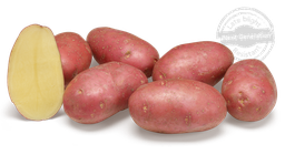[07-000963] Aardappelpootgoed ALOUETTE - Klasse A 28/35 - per kg