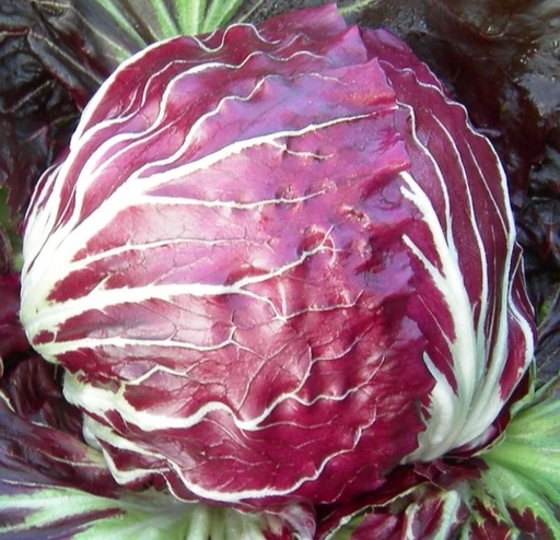 [25-000943] Roodloof RONDA - ca 15g