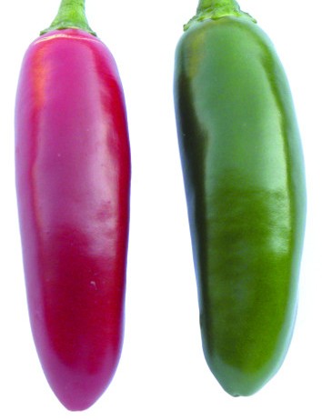 [25-002462] Japanse peper JAPO F1 - ca. 25 z