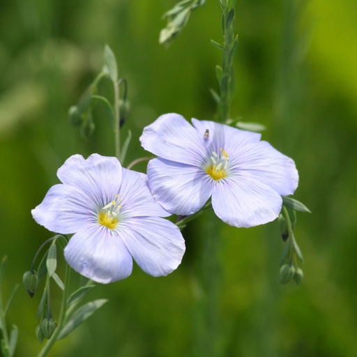 [24-002298] Lin bleu - ca 50 g - 10m²