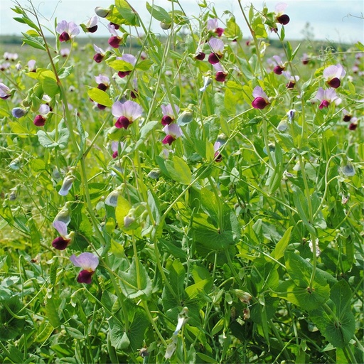 [24-002310] POIS PROTÉAGINEUX - ca 150 g