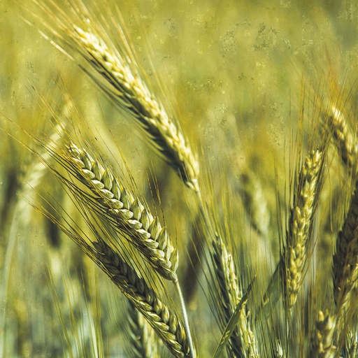 [24-002309] Triticale - ca 150 g