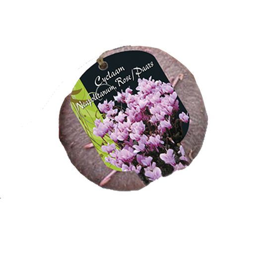 [09-115040] Cyclaam Neopolitanum Pink - 1 st