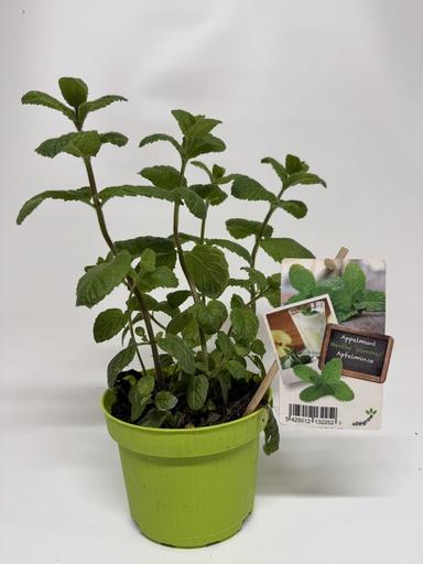 [AL2254] APPELMUNT 13 CM POT