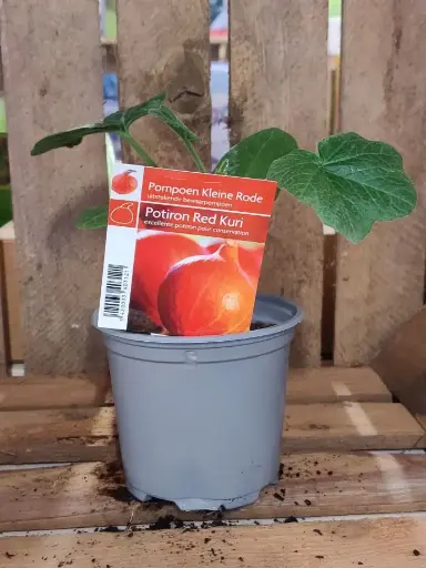 [MR-3050] Pompoen kleine rode RED KURI - 1 Plantje